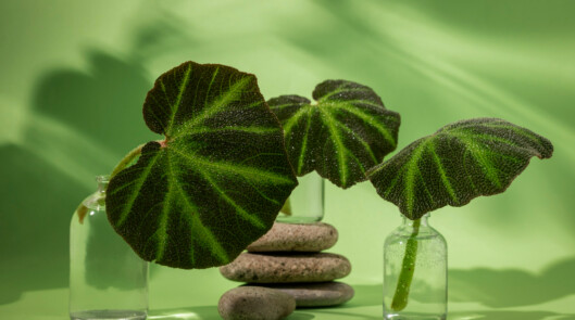 Фитотерапия