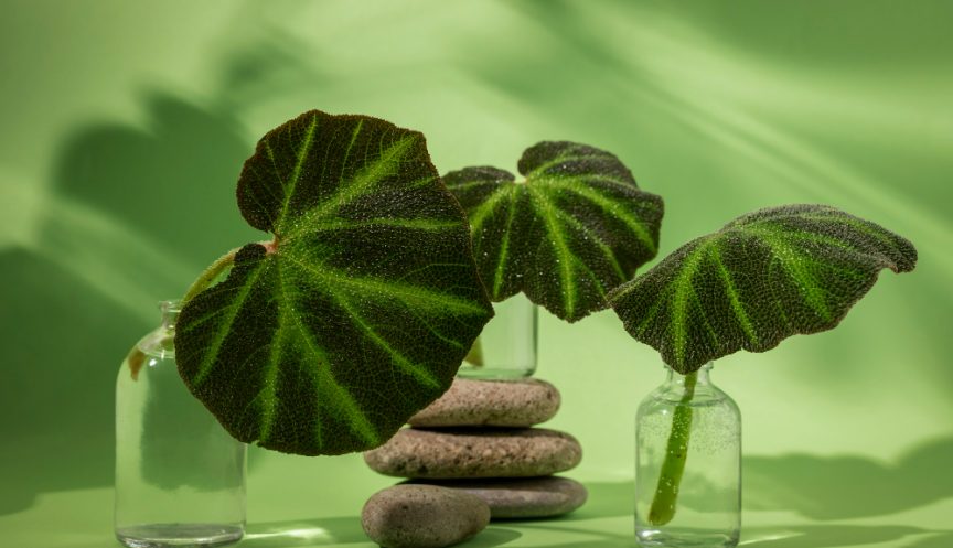 Фитотерапия